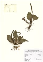 藏品(大車前草)的圖片